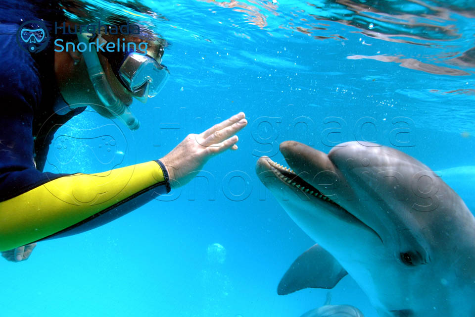 4 Hours Snorkeling With Dolphins Trip By A Private Speed Boat